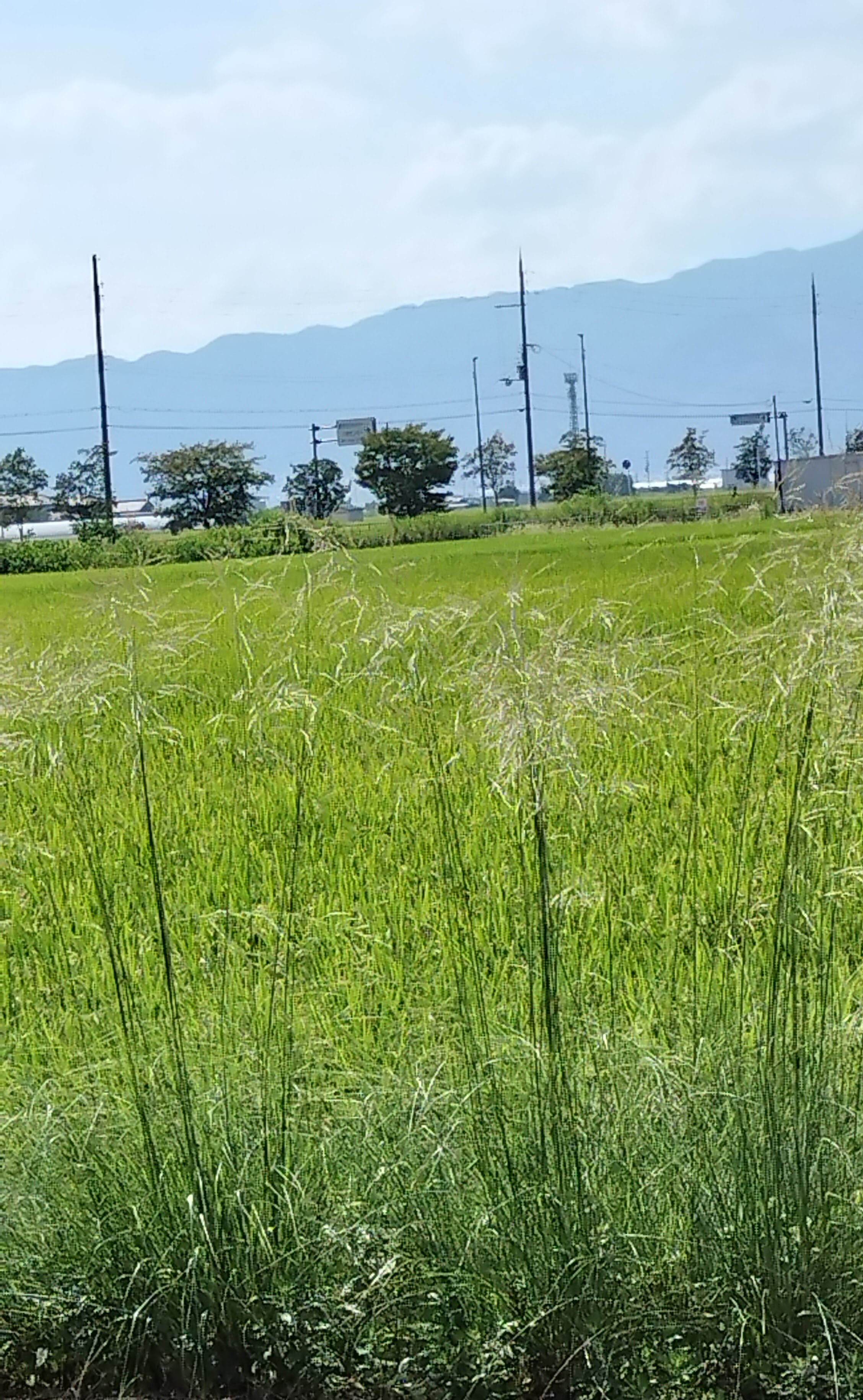 滋賀県の景色
