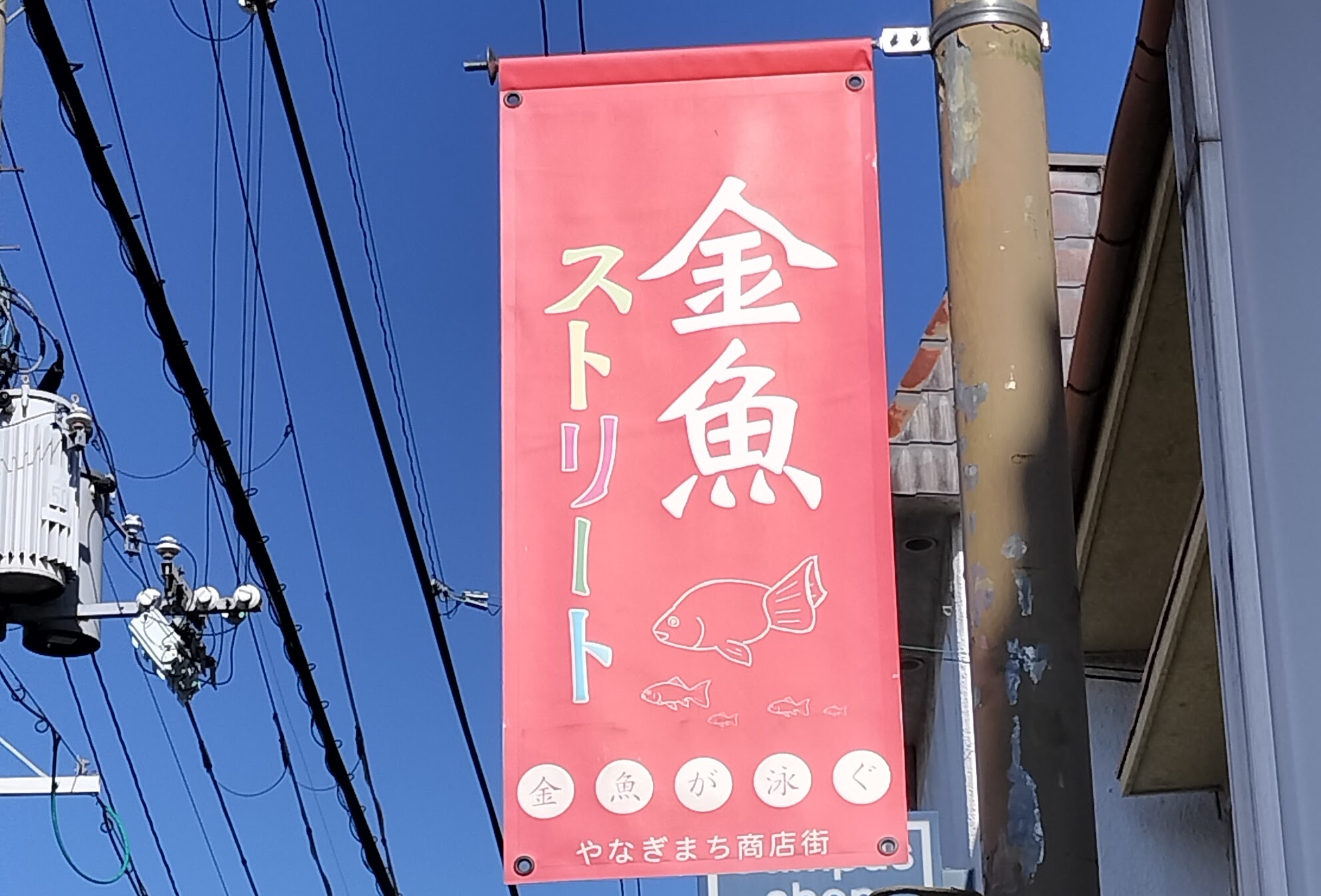 金魚ストリートのぼり