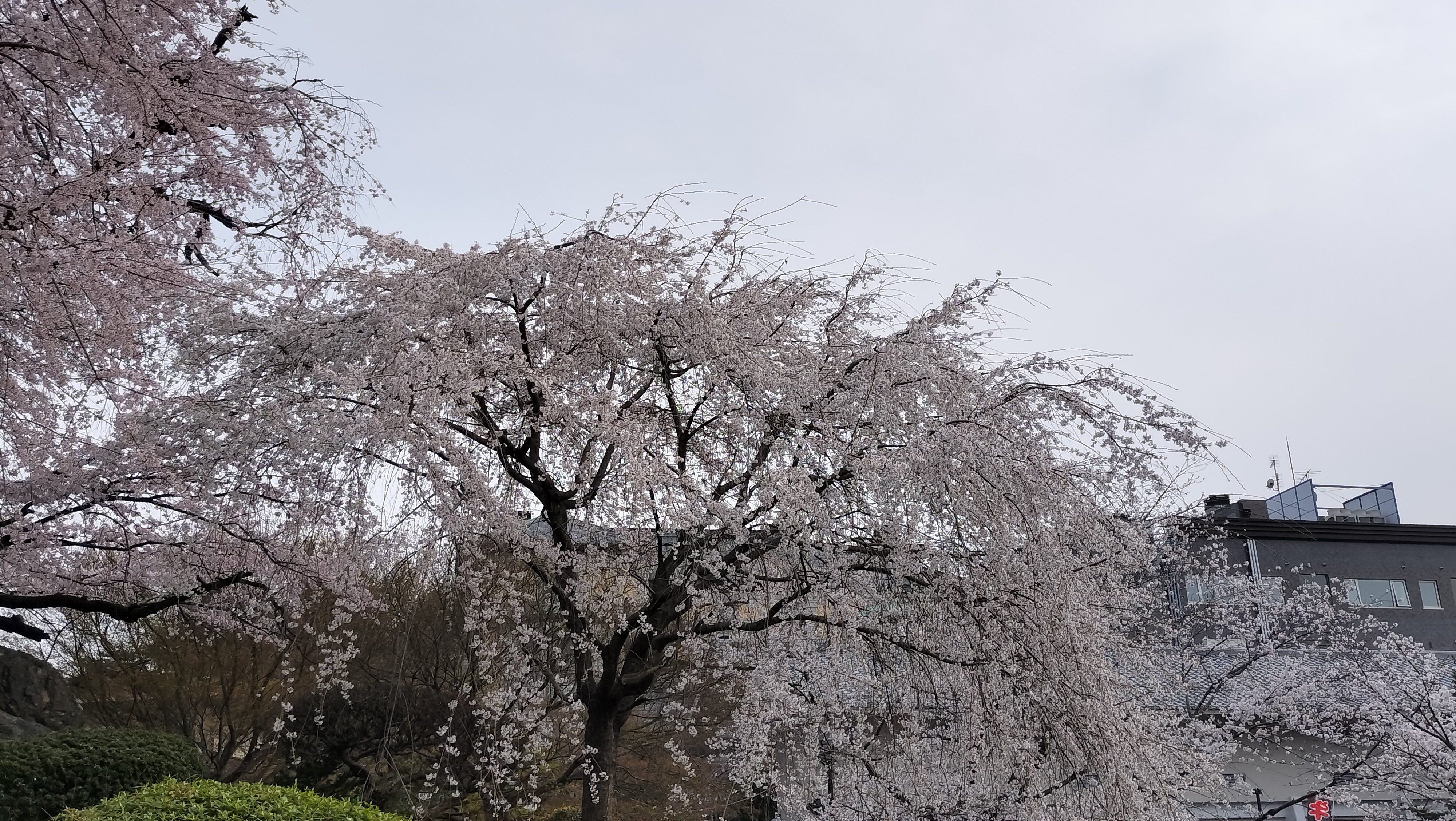 円山公園の桜